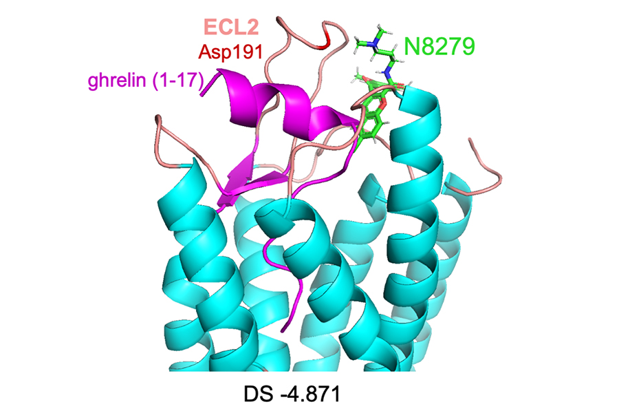 A compound blocks a hormone from its receptor.